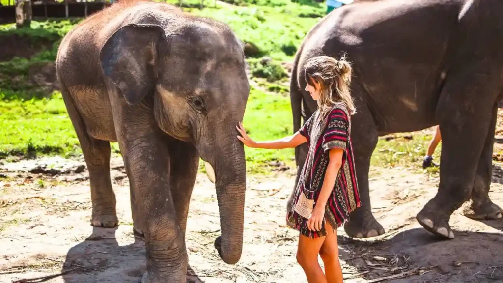 Elephant Sanctuary in Phuket